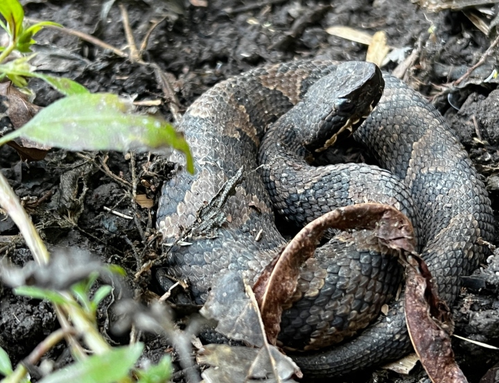 Cottonmouth